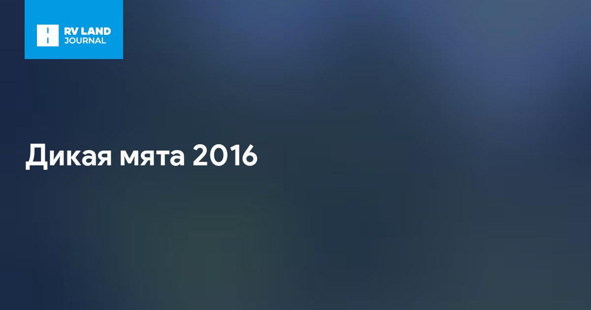 Дикая мята 2016