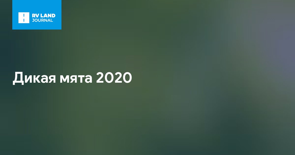 Дикая мята 2020