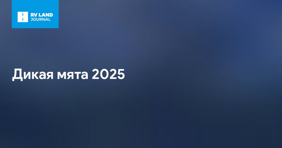 Дикая мята 2025